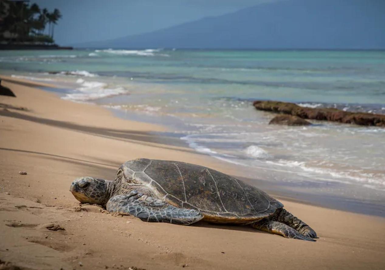 Kihei Gem! 3-min Walk To The & Shops *