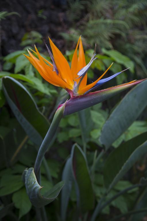 Napili Kai