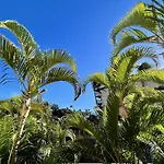 Maui Banyan