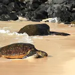 Kaleialoha 309