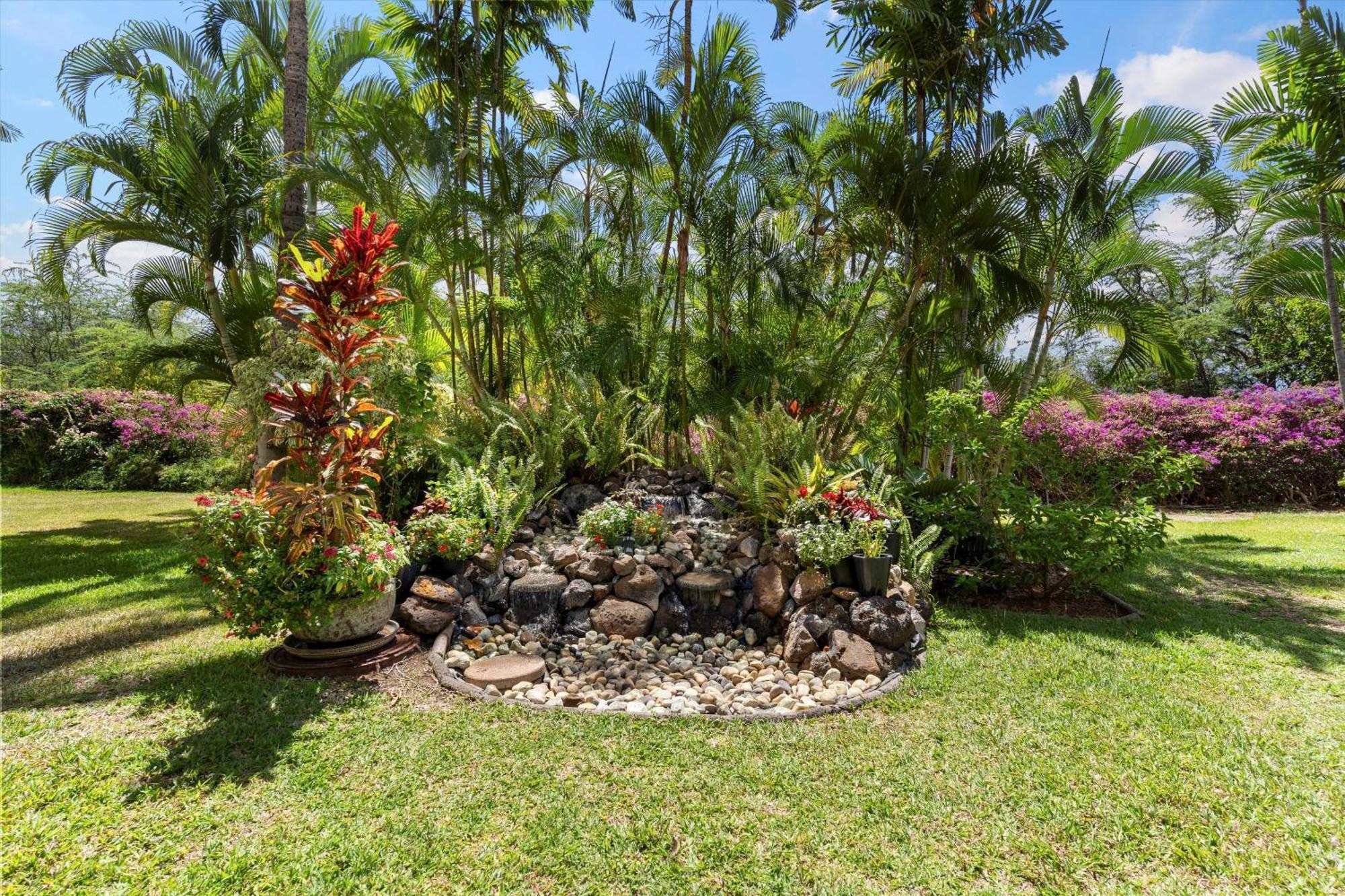 Maui Banyan