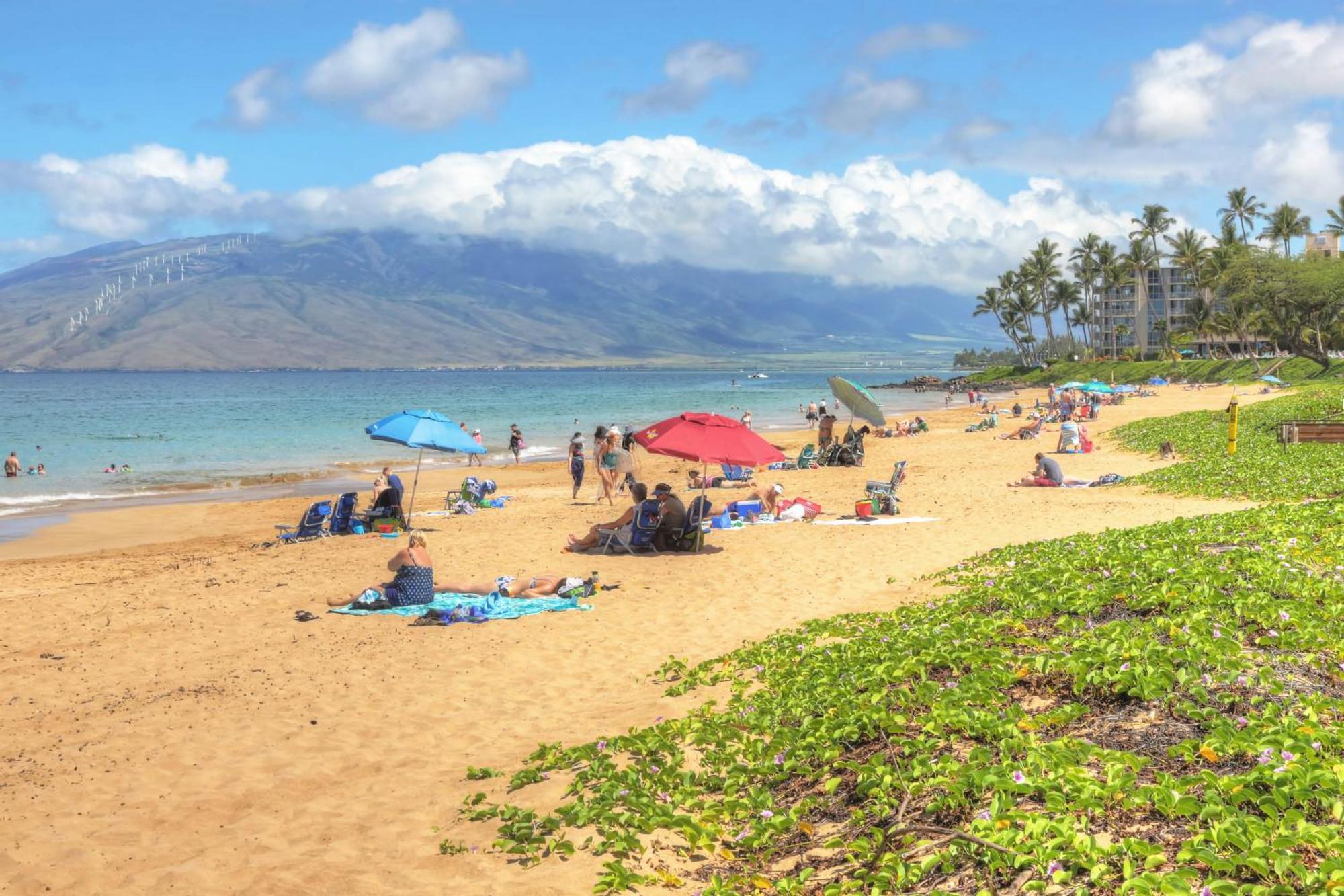 Maui Banyan