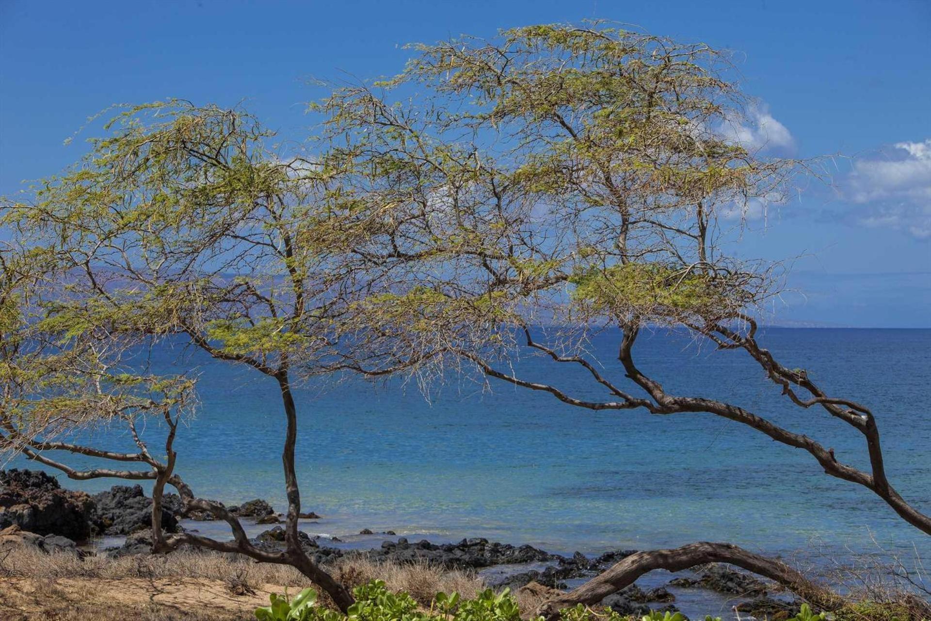 Kihei Akahi - Unit C405 *