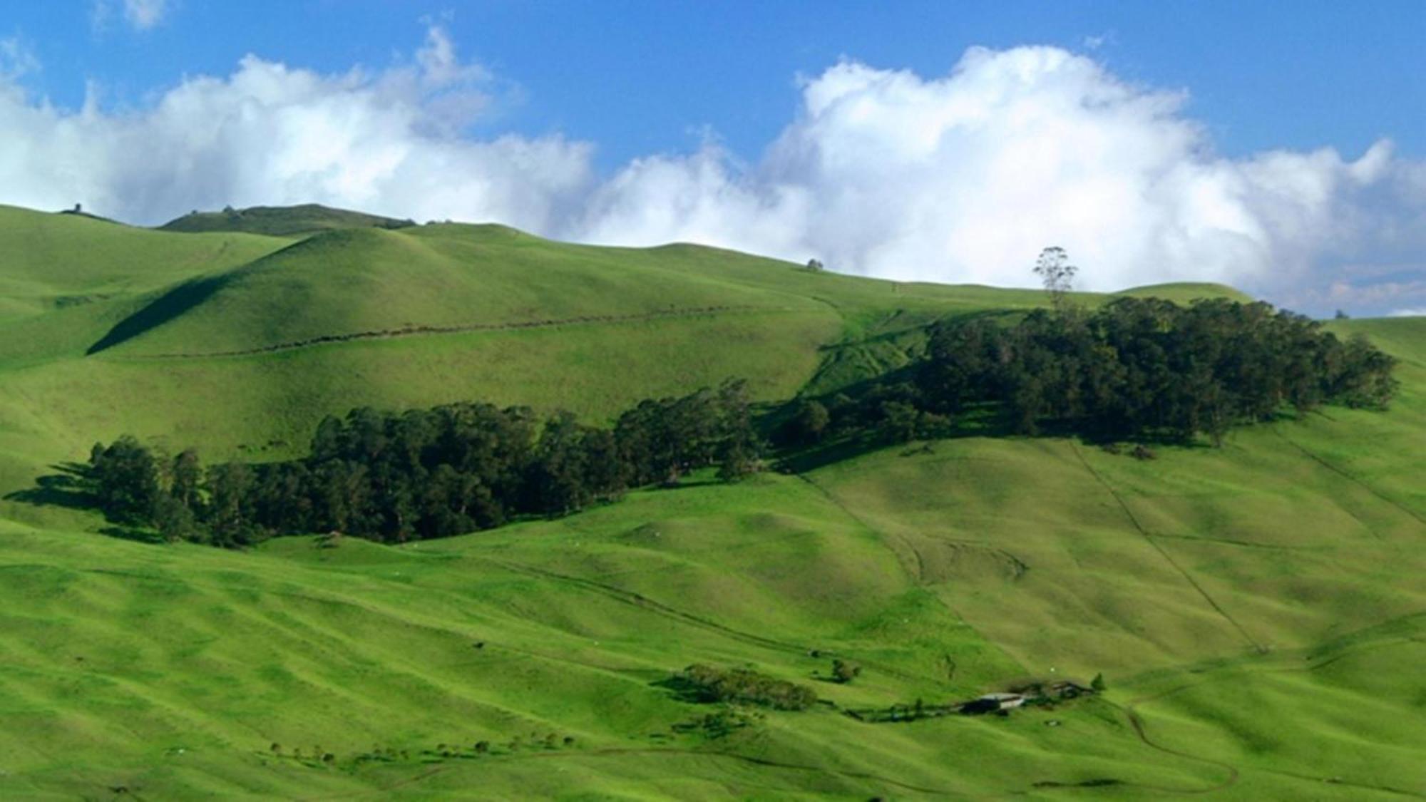 Paki Maui 424 *