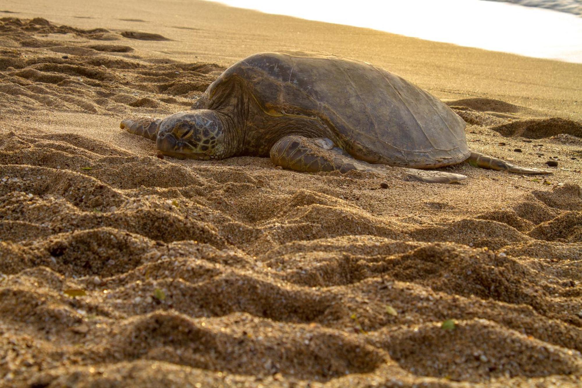 Luxurious Oceanfront Retreat At Kaanapali Alii Experience Aloha In Every Moment Lahaina