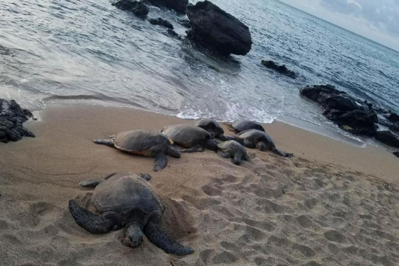 Mahina Surf I Napili-Honokowai