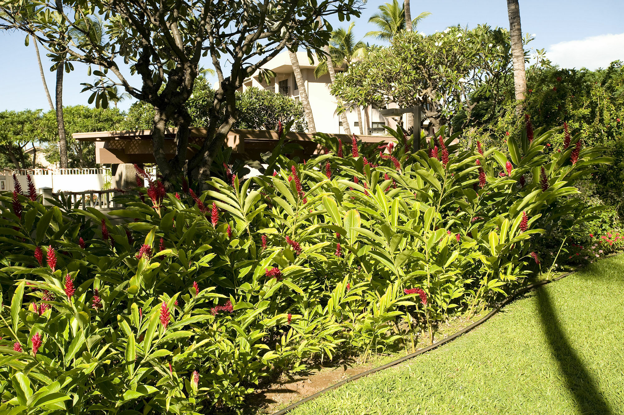 Apartment Kihei Akahi D-109 - One Bedroom Waikapu