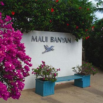 Maui Banyan - Maui &
