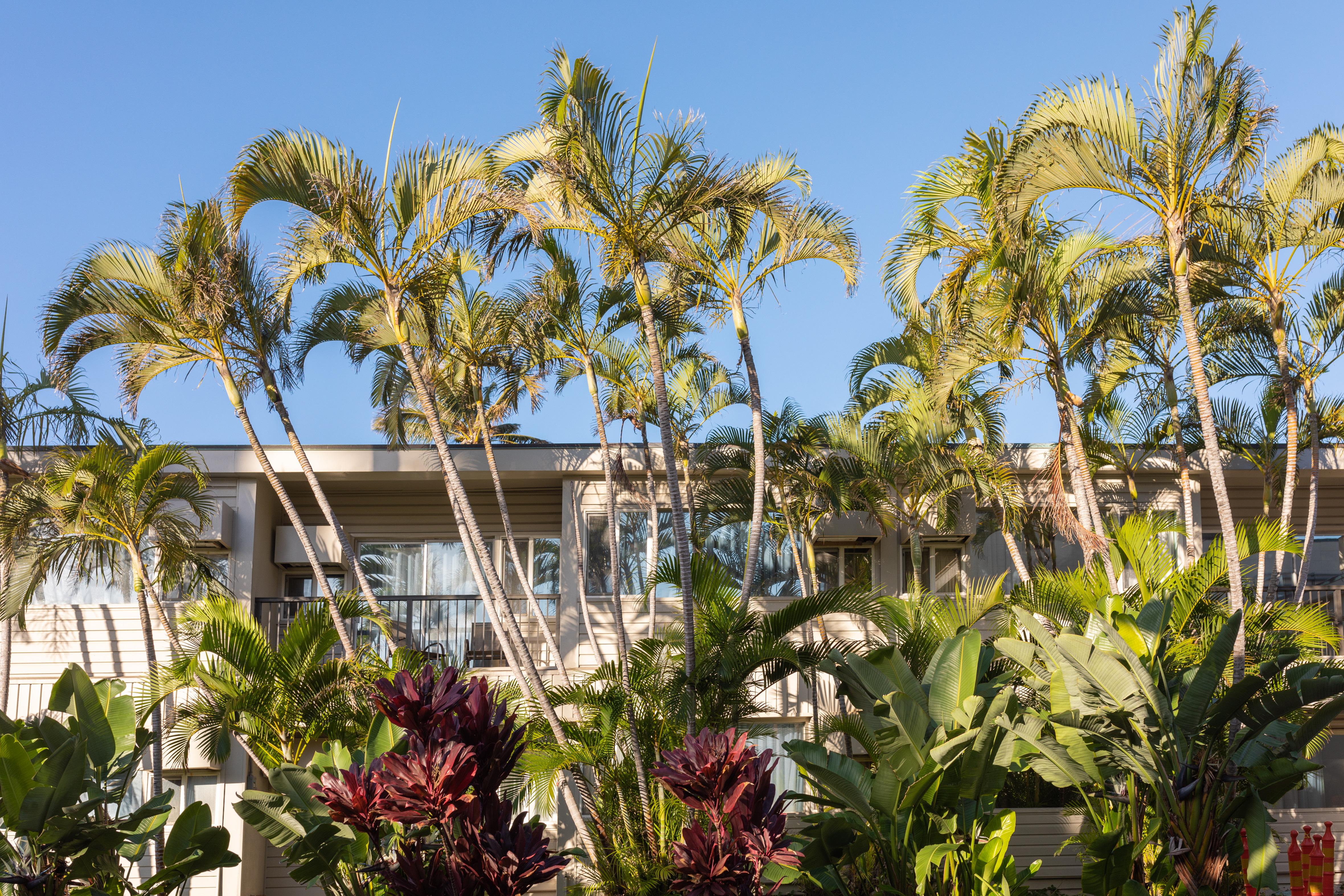 Hotel Maui 3*