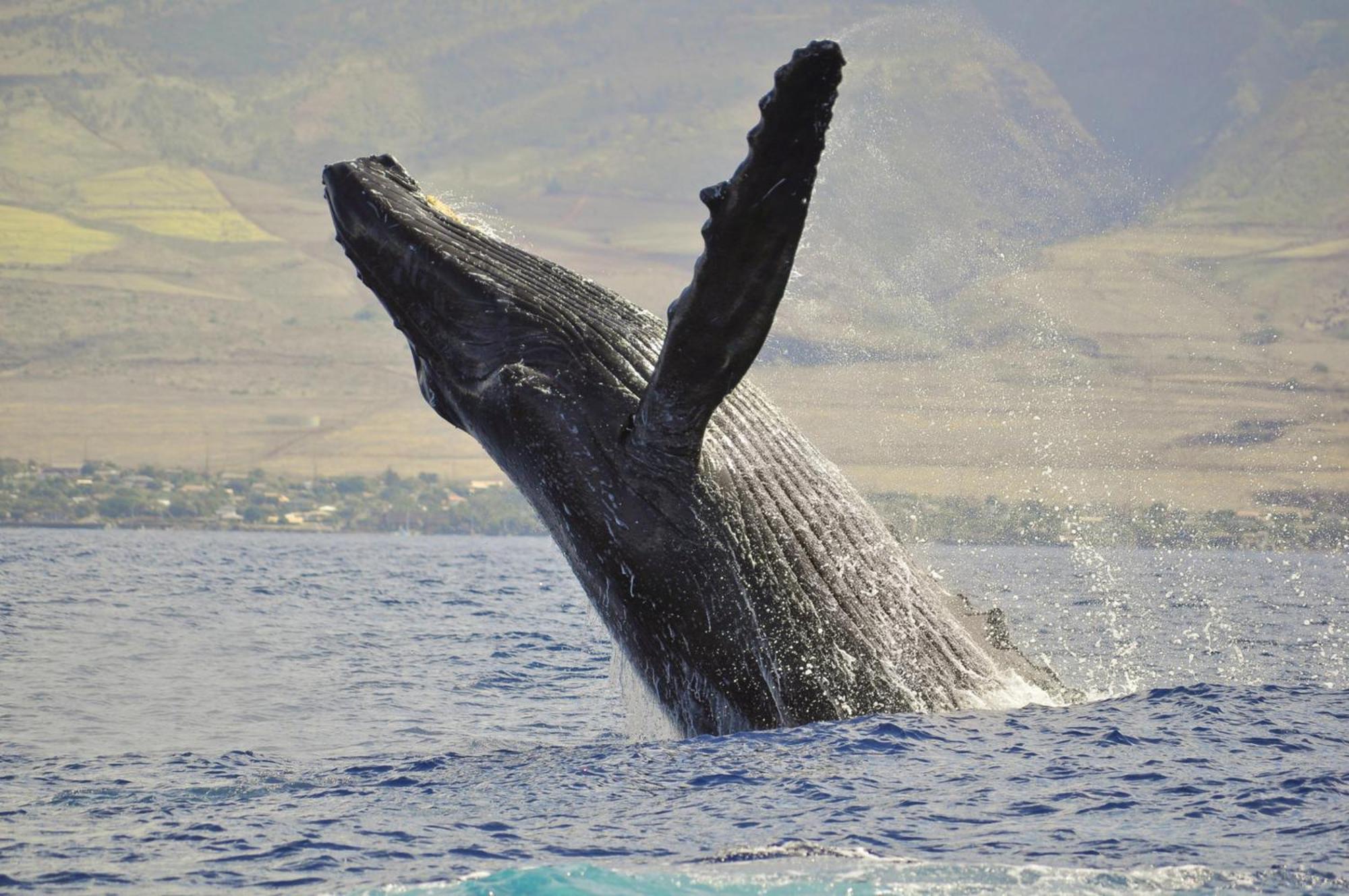 Wailea Ekahi 17d *